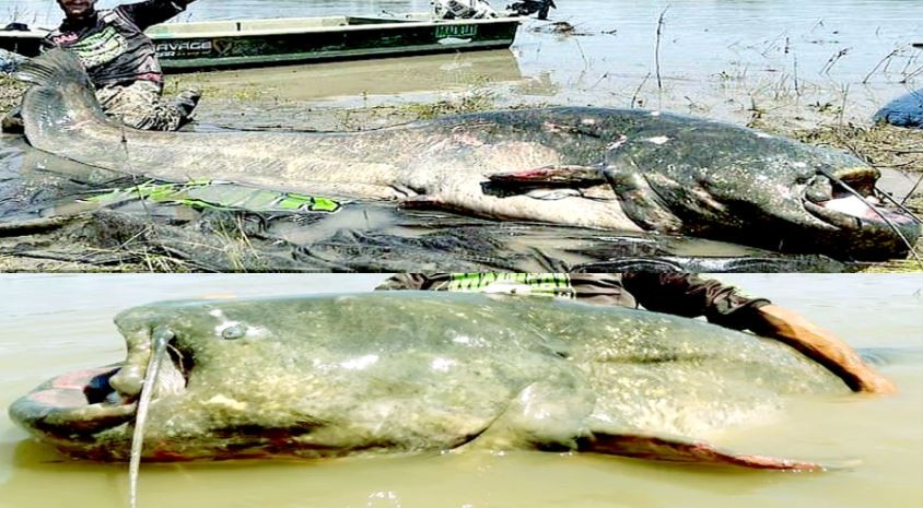 ৩৩০ পাউন্ড ওজনের ক্যাটফিশ ধরলেন এক মৎস্যজীবী